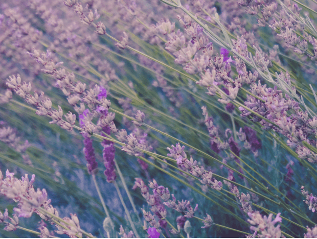 Wild bush of lavendar